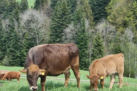 eine Mutterkuh mit ihrem Natura-Beef