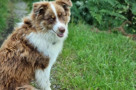 unser Hofhund Diego