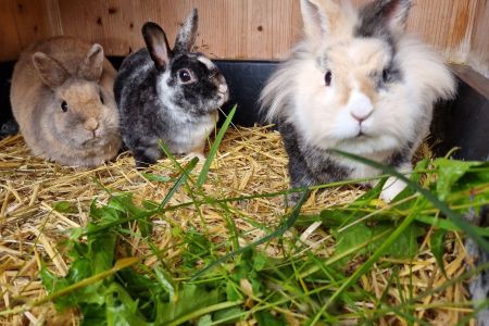 unsere Zwergkaninchen